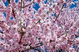 Reflexology Cherry Blossom